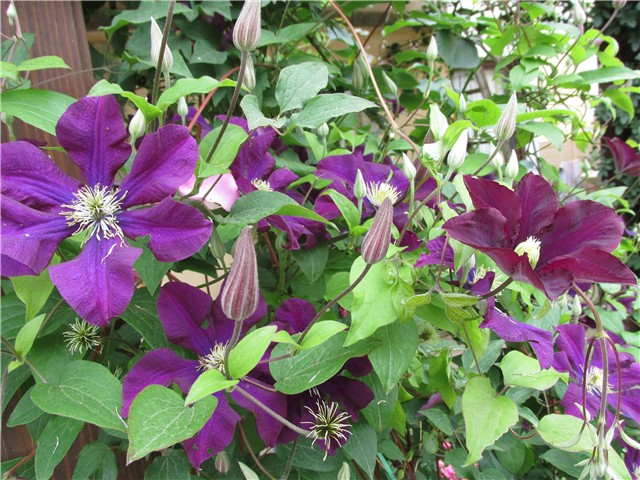 klematis